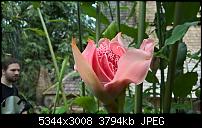 Kleiner Kamera Vergleich Lumia 1020 - 950 XL - 930 &amp; iPhone SE-wp_20160423_16_21_27_pro.jpg