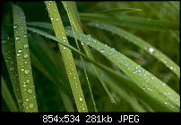 Motorola Milestone Wallpaper / Hintergrundbilder-01696_afterrain_1920x1200.jpg