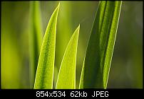 Motorola Milestone Wallpaper / Hintergrundbilder-backgrounds02-sunlit-reeds.jpg