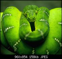 Motorola Milestone Wallpaper / Hintergrundbilder-tree-snake-branch.jpg