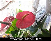 Fotoqualität des Motorola Moto G (3. Gen.)-img_20151023_111009.jpg