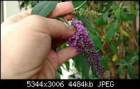 Fotoqualität des Motorola Moto X Play-uploadfromtaptalk1441421739230.jpg