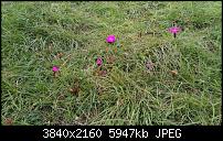 Nokia 8 – Qualität der Fotos-img_20170915_151046.jpg