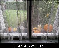 Nokia 8 – Qualität der Fotos-img_20170916_080617.jpg