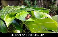 Nokia Lumia 1020 - Fotoqualität-wp_20130922_14_29_44_pro.jpg