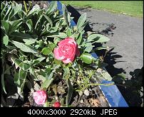 Nokia Lumia 1020 - Fotoqualität-bild-7-sx230.jpg