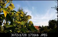 Nokia Lumia 1020 - Fotoqualität-wp_20131008_16_12_14_pro.jpg