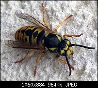 Schlechte Qualität-zoom.jpg