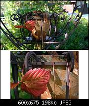 Diskussion zur Kameraqualität-topf.jpg