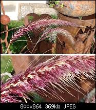 Diskussion zur Kameraqualität-korn.jpg