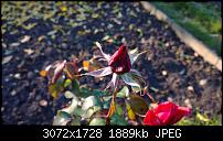 Nokia Lumia 1020 - Fotoqualität-wp_20131013_16_28_22_pro.jpg