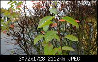 Nokia Lumia 1020 - Fotoqualität-wp_20131020_16_26_07_pro.jpg