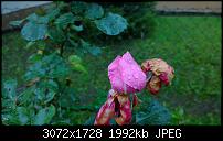 Nokia Lumia 1020 - Fotoqualität-wp_20131020_16_27_29_pro.jpg