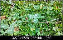 Nokia Lumia 1020 - Fotoqualität-wp_20131020_16_28_06_pro.jpg