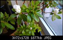 Nokia Lumia 1020 - Fotoqualität-wp_20131019_10_18_50_pro.jpg