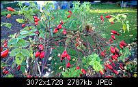 Nokia Lumia 1020 - Fotoqualität-wp_20131027_16_07_08_pro.jpg