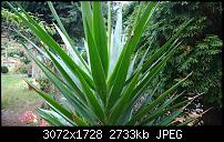 Nokia Lumia 1020 - Fotoqualität-wp_20131103_12_03_16_pro.jpg