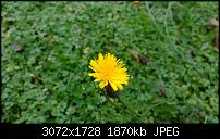 Nokia Lumia 1020 - Fotoqualität-wp_20131104_13_51_10_pro.jpg