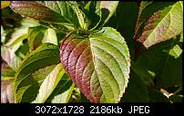 Nokia Lumia 1020 - Fotoqualität-wp_20131112_10_22_29_pro.jpg