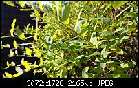 Nokia Lumia 1020 - Fotoqualität-wp_20131112_10_25_41_pro.jpg