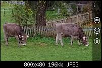 Nokia Lumia 1020 - Fotoqualität-rinder2.jpg