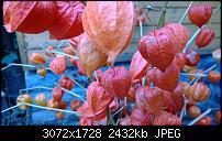 Nokia Lumia 1020 - Fotoqualität-wp_20131112_12_52_57_pro.jpg