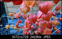 Nokia Lumia 1020 - Fotoqualität-wp_20131112_12_53_17_pro.jpg