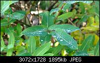 Nokia Lumia 1020 - Fotoqualität-wp_20131114_13_00_32_pro.jpg