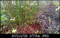 Nokia Lumia 1020 - Fotoqualität-wp_20131121_10_42_14_pro.jpg