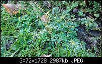 Nokia Lumia 1020 - Fotoqualität-wp_20131125_11_52_25_pro.jpg