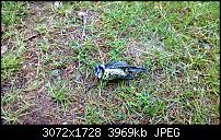 Nokia Lumia 1020 - Fotoqualität-wp_20131126_11_48_52_pro.jpg