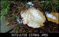 Nokia Lumia 1020 - Fotoqualität-wp_20131126_11_51_10_pro.jpg