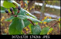 Nokia Lumia 1020 - Fotoqualität-wp_20131126_10_48_10_pro.jpg