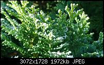 Nokia Lumia 1020 - Fotoqualität-wp_20131126_10_48_33_pro.jpg