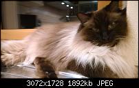 Nokia Lumia 1020 - Fotoqualität-wp_20140117_19_07_09_raw.jpg