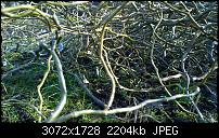 Nokia Lumia 1020 - Fotoqualität-wp_20140213_12_19_57_raw.jpg