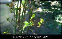 Nokia Lumia 1020 - Fotoqualität-wp_20140309_14_04_03_pro.jpg