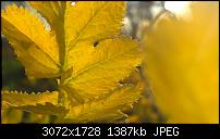 Nokia Lumia 1020 - Fotoqualität-wp_20140320_17_37_27_pro.jpg