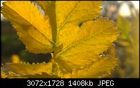 Nokia Lumia 1020 - Fotoqualität-wp_20140320_17_37_57_pro.jpg