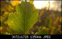 Nokia Lumia 1020 - Fotoqualität-wp_20140320_17_42_10_pro.jpg