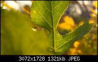 Nokia Lumia 1020 - Fotoqualität-wp_20140320_17_43_11_pro.jpg