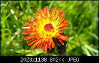 Nokia Lumia 1020 - Fotoqualität-wp_20140420_13_59_51_pro.jpg