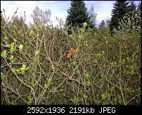 Nokia Lumia 1020 - Fotoqualität-wp_20140407_14_35_22_pro.jpg