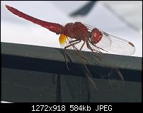 Nokia Lumia 1020 - Fotoqualität-libelle2.jpg