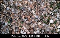 Zeigt her eure Lumia 1520 Fotos-wp_20140308_15_29_59_pro__highres.jpg