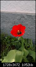 Zeigt her eure Lumia 1520 Fotos-wp_20140403_15_46_37_pro.jpg