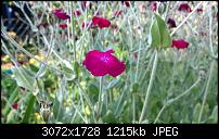 Zeigt her eure Lumia 1520 Fotos-wp_20140627_17_30_57_pro.jpg