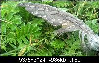 Zeigt her eure Lumia 1520 Fotos-wp_20140624_16_37_53_pro__highres.jpg