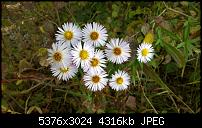 Zeigt her eure Lumia 1520 Fotos-wp_20141012_12_38_56_pro.jpg