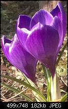 Nokia Lumia 720 - Kamera und Bildqualität-krokus-violett.jpg